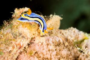 2017 Bunaken & Halmahera